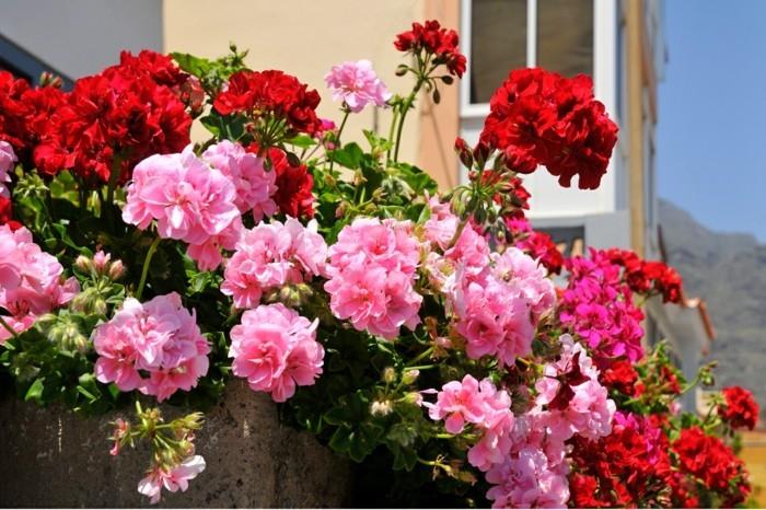 pelargonioita istutuskoneessa erinomaisena parvekkeen koristeena