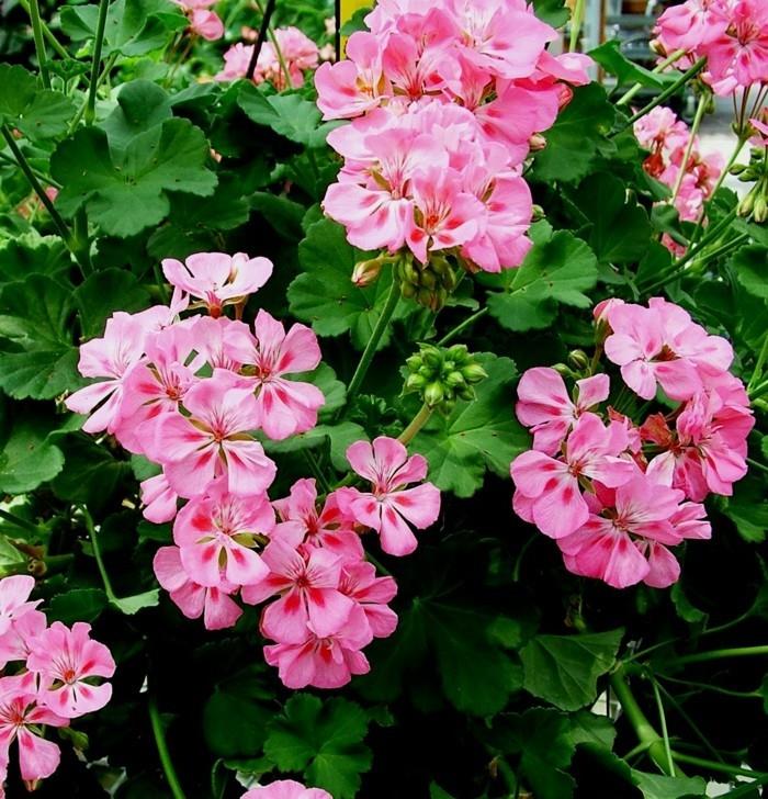 pelargonioita vaaleanpunaisissa kauniissa puutarhakasveissa