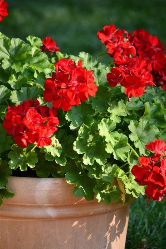 punaiset pelargoniat kukkaruukussa kaunistamassa ulkoaluetta