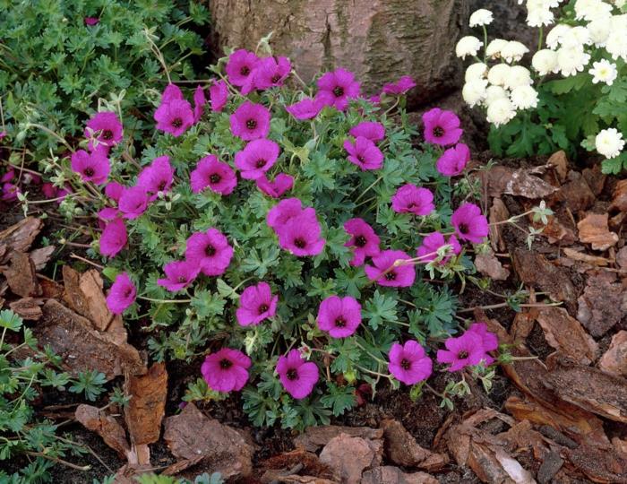 puutarhakasvit kurjenpolvi violetti puutarhan suunnittelu