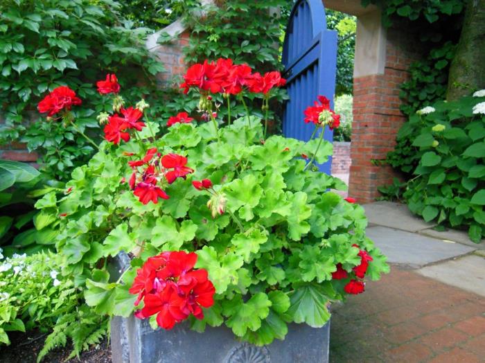 pelargoniat punainen puutarhan muotoinen sininen puutarhaovi