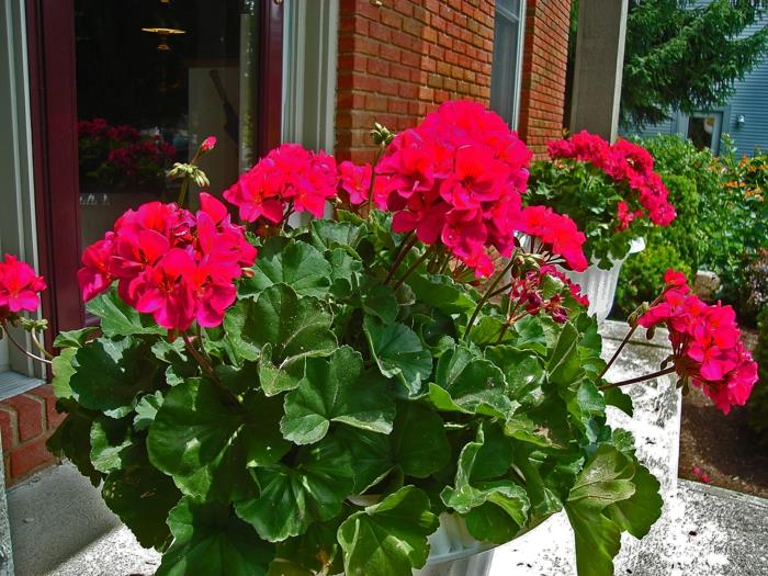 parveke kasvit pelargoniat punainen kaunis koristelu puutarhakasvit