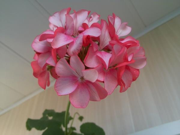 pelargoniat suosittuja huonekasveja ruukkukukkia