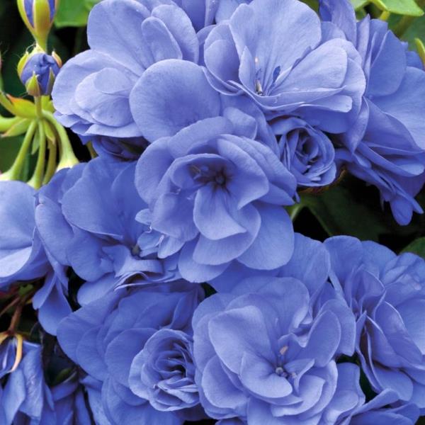 kurjenpolven siniset kukat kaunis huonekasvi