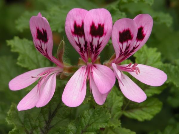 kurjenpolvi kaunis kukka pelargonium vaaleanpunainen