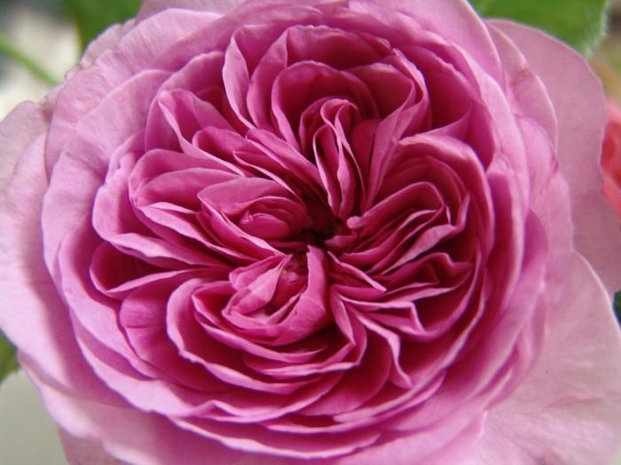 gertrude jekyll kukat läheltä