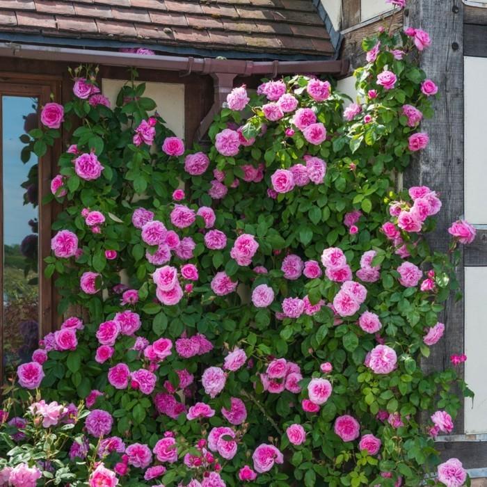 gertrude jekyll nurkassa