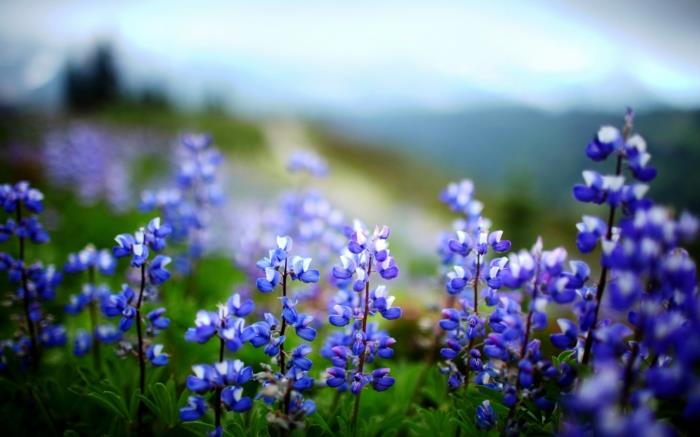 elävät terveet siniset kukat pieni viehättävä