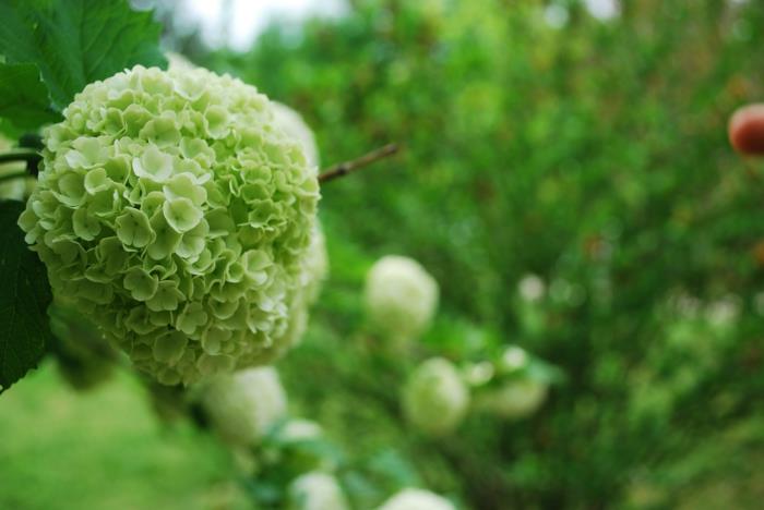 terveen elävän vihreän kukan vaikutus terve elämä vihreät kukat merkitys vaikutus