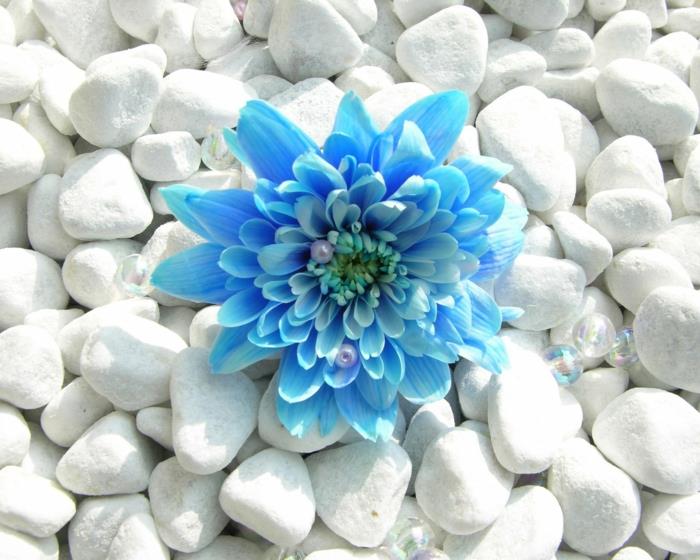 terveet elintavat fytoterapia sininen kukka valkoiset kivet