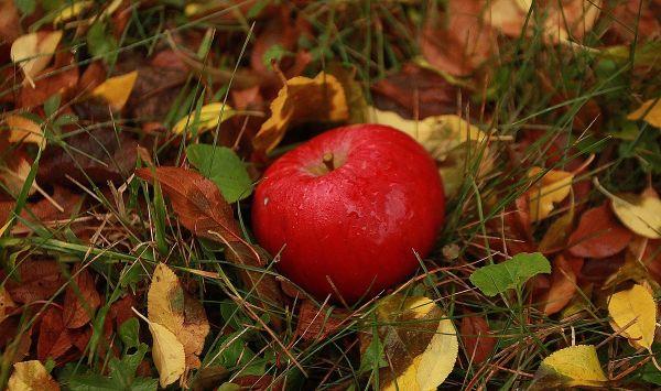 ideoita terveellisestä omenasta