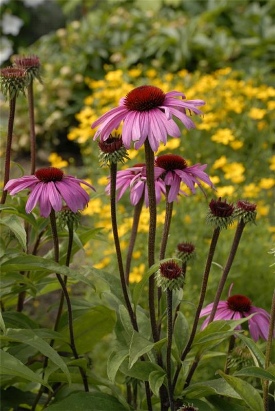 terveitä echinacea -kasvien vinkkejä