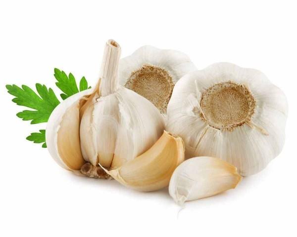 terve elävä antibiootti suuria valkosipulisoluja