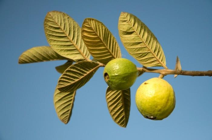 terveet hedelmät elävät terveessä guavassa, tärkeintä on terveet lehdet