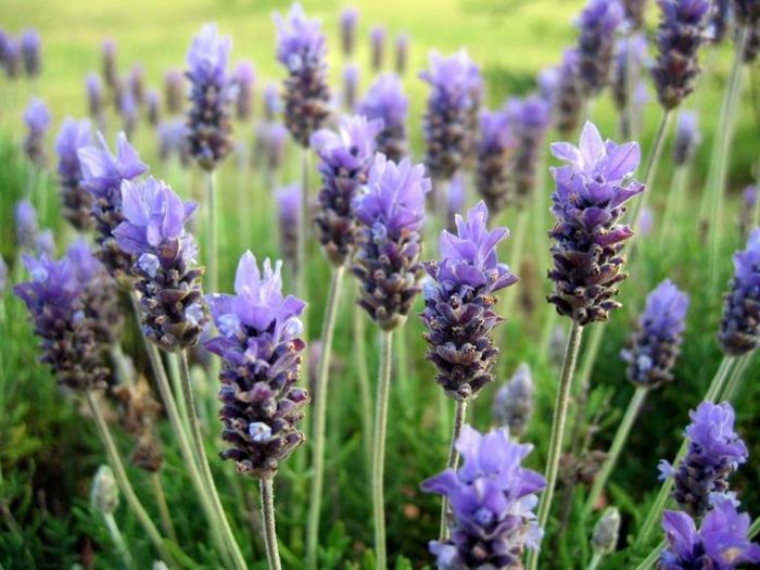 Osta mausteet yrtit keittiö luo yrtti puutarha laventeli kukkia