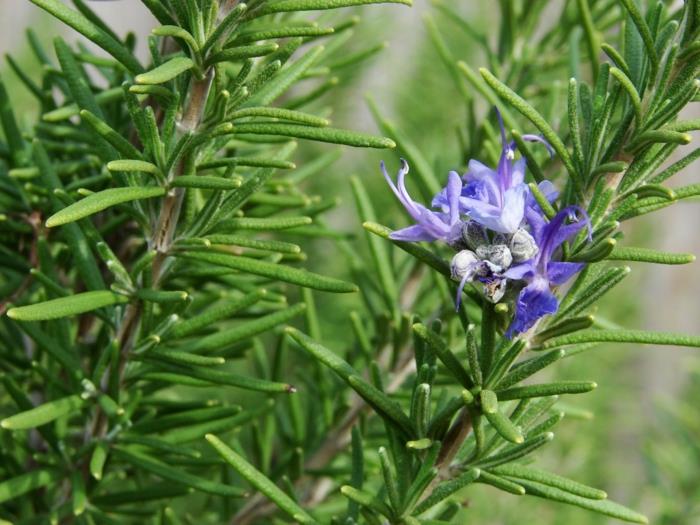 ostaa mausteita yrttejä keittiö yrttitarha luoda rosmariini terveelliseksi