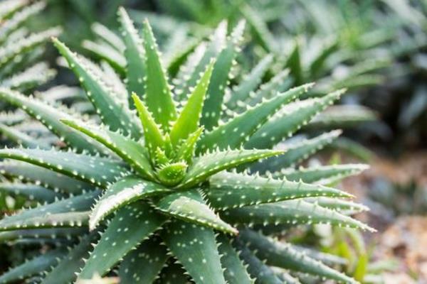 Myrkylliset puutarhakasvit Myrkylliset kasvit Todellinen aloe Aloe vera