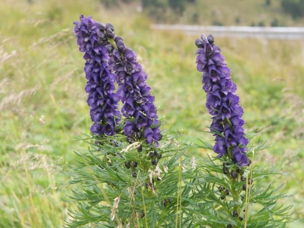 myrkylliset puutarhakasvit myrkylliset kasvit monkshood aconite