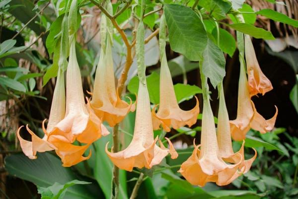 myrkylliset puutarhakasvit myrkylliset kasvit enkelin trumpetit Brugmansia