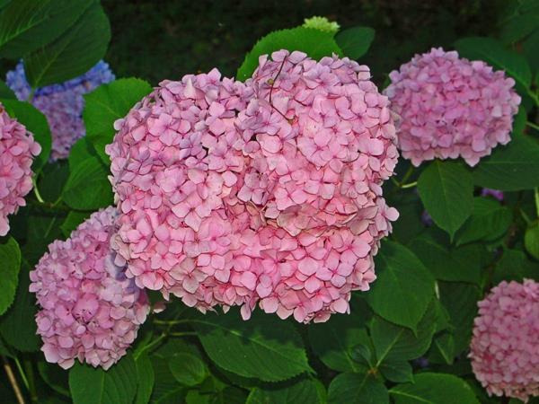 myrkylliset puutarhakasvit myrkylliset kasvit hydrangeas Hydrangeaceae