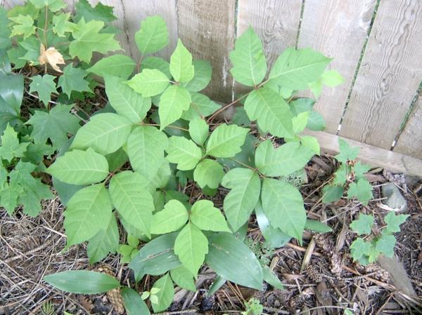 myrkylliset puutarhakasvit myrkylliset kasvit Kiipeilymyrkky tammi Toxicodendron radicans