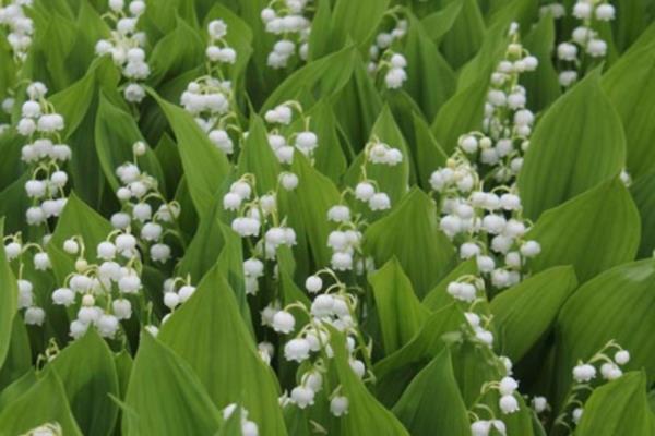 myrkyllisiä puutarhakasveja myrkyllisiä kasveja Convallaria majalis