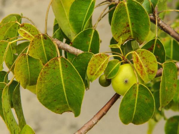 myrkylliset puutarhakasvit myrkylliset kasvit Manchinelbaum Hippomane mancinella