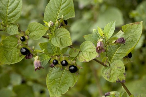 myrkylliset puutarhakasvit myrkylliset kasvit musta tappava yöpapu Atropa belladonna