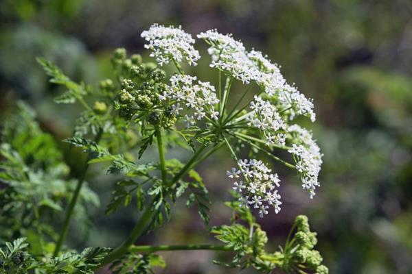 myrkyllisiä puutarhakasveja myrkyllisiä kasveja vesihelmiä Cicuta