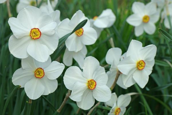 Myrkylliset puutarhakasvit Myrkylliset kasvit Valkoinen narsissi Todellinen narsissi Narcissus poeticus