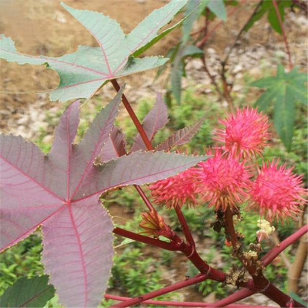 myrkylliset puutarhakasvit myrkylliset kasvit ihmepuu Rizinus Ricinus communis