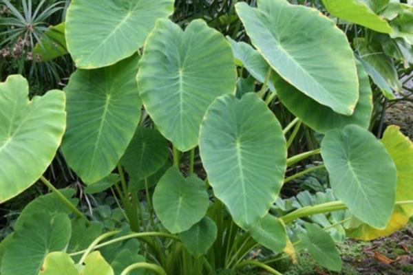 Myrkylliset puutarhakasvit Myrkylliset kasvit Zehrwurz Colocasia
