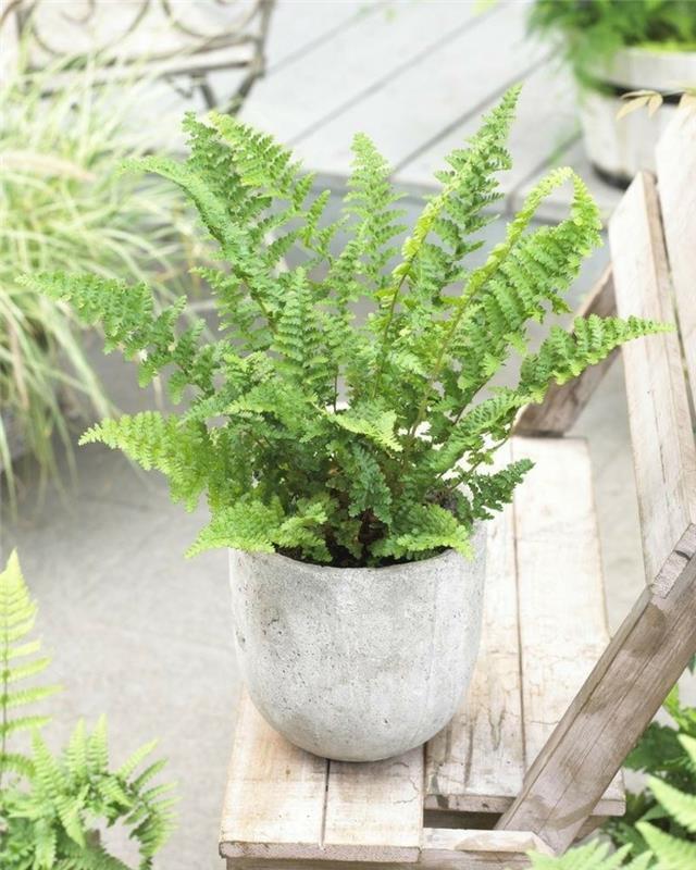 myrkylliset huonekasvit Dryopteris -mato -saniaiset