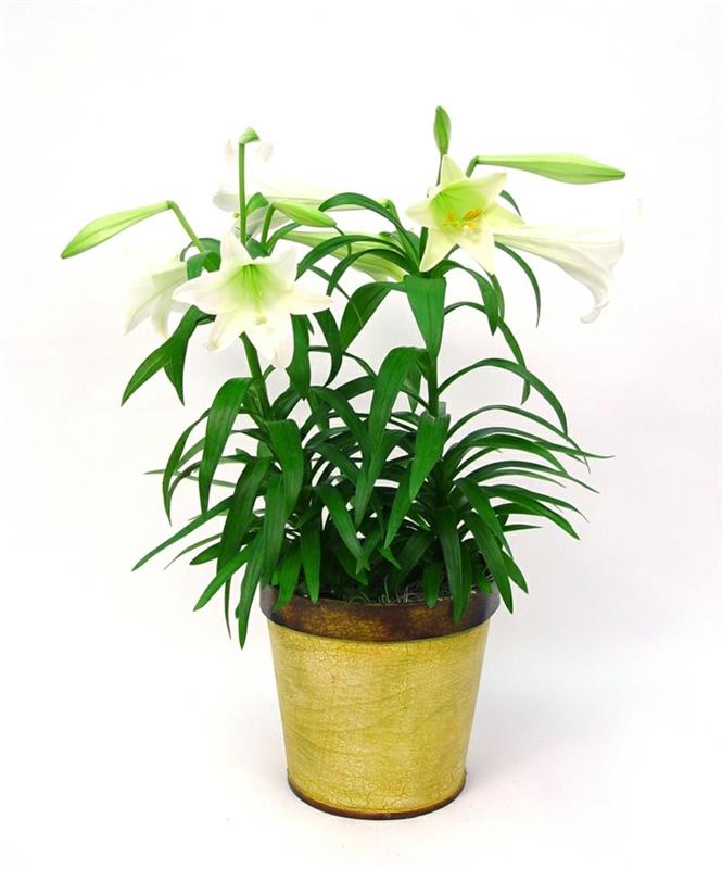 myrkyllisiä huonekasveja todellinen amaryllis