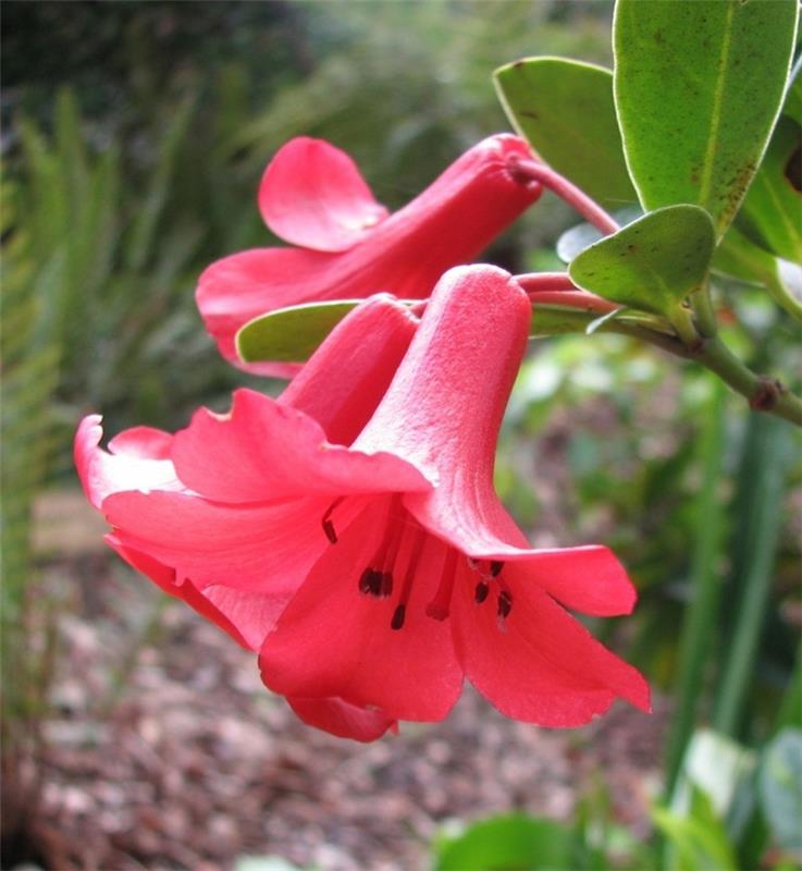 myrkyllisiä huonekasveja Rhododendron lochiae Rhododendron