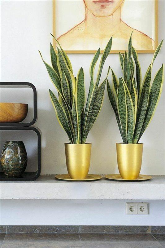 myrkylliset huonekasvit Sansevieria trifasciata keulahamppu