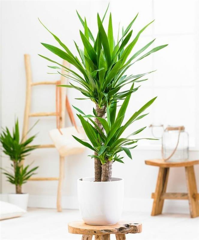 myrkyllisiä huonekasveja yucca elephantipes yucca palm