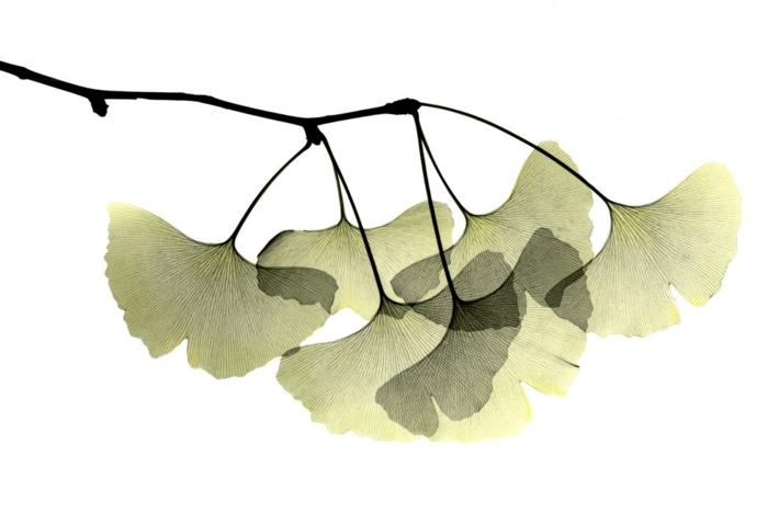 ginkgo biloba -seinäsuunnittelu hienovarainen seinäkoriste