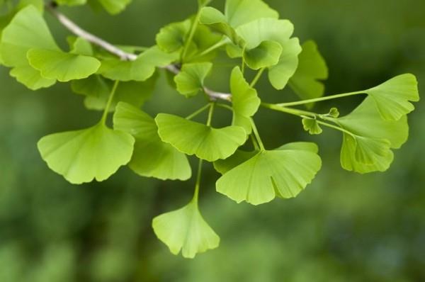 ginkgo talopuu uusia puulajeja