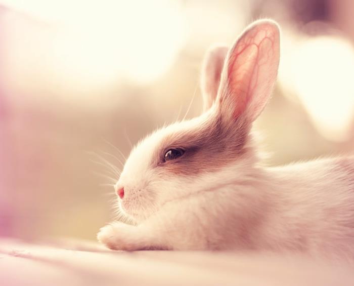 happy rabbits kuvat valkoinen beige