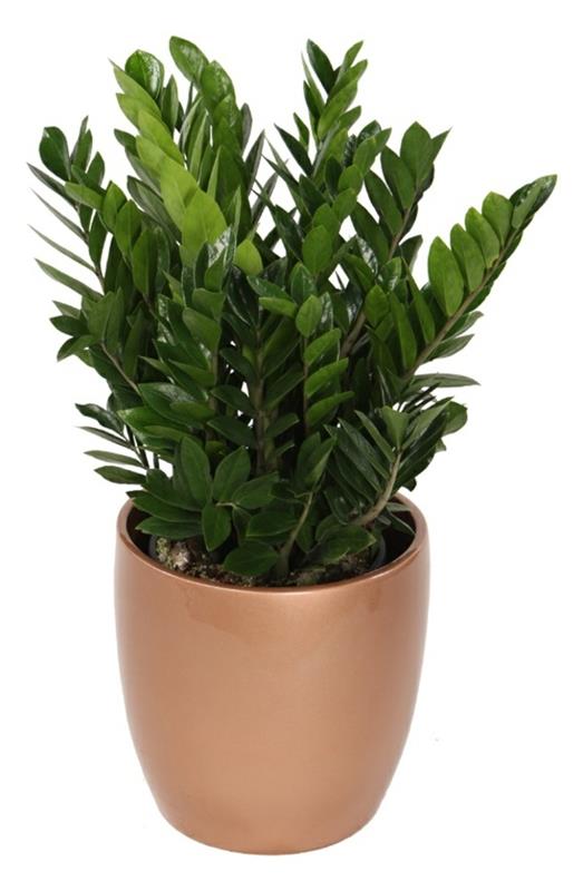 onnekas kevät huonekasvit vähän vaaleita pimeitä huoneita zamioculcas zamiifolia