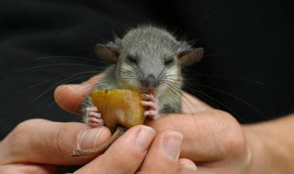 glis glis dormice myy luonnontuotteita