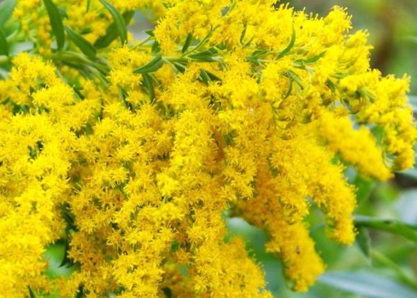 goldenrod Solidago spec. mehiläisystävälliset monivuotiset kasvit