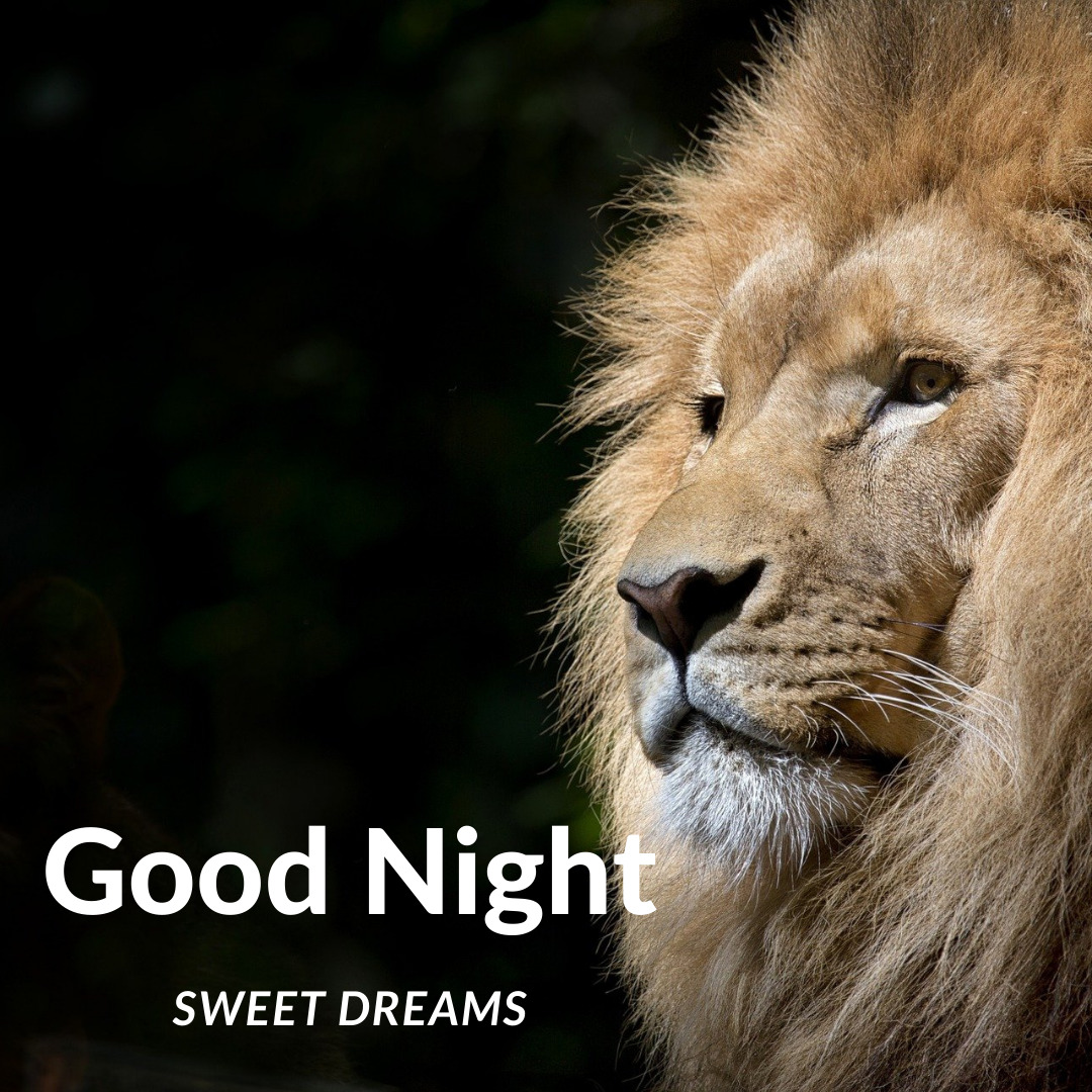 Lion Good Night -billeder