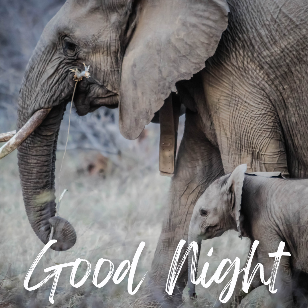 Elephant Good Night -billeder