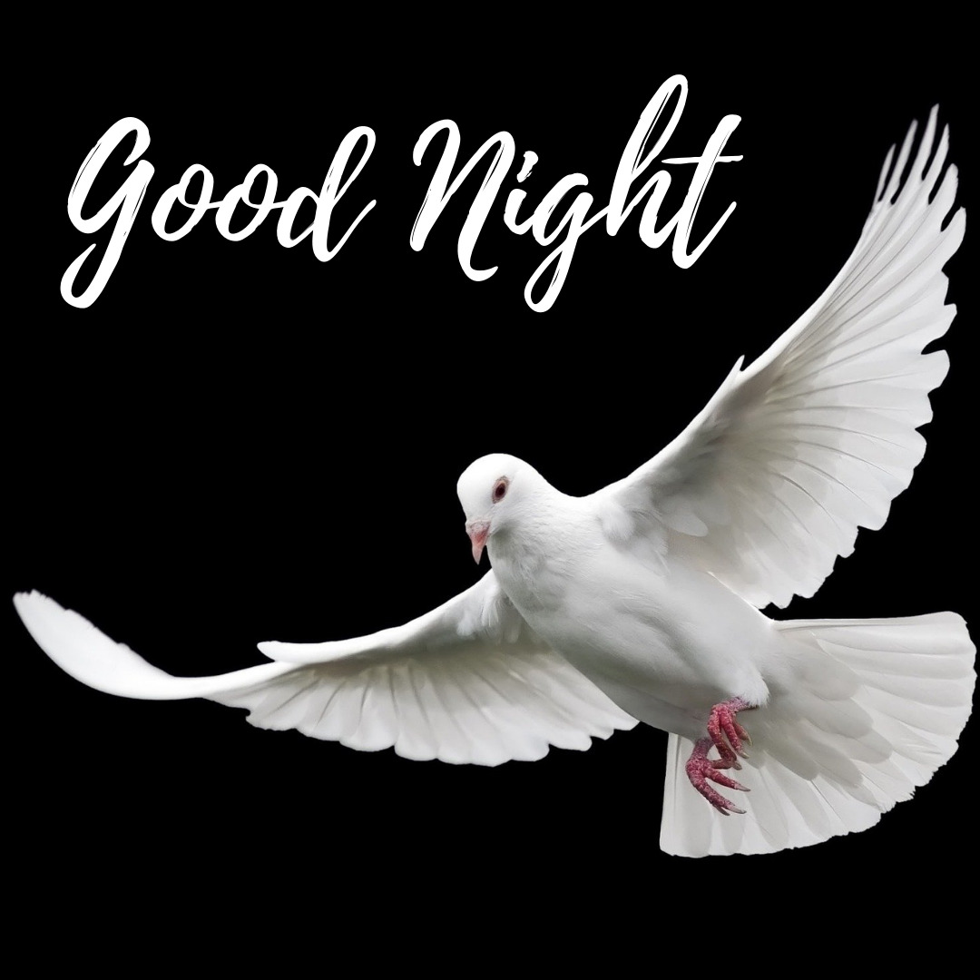 Pigeon Good Night -billeder