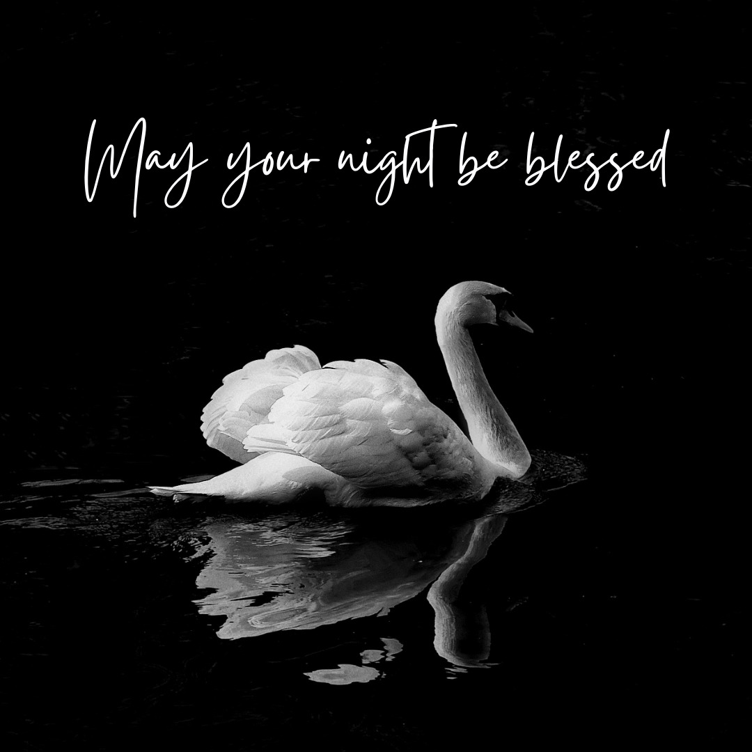 Swan Good Night -billeder