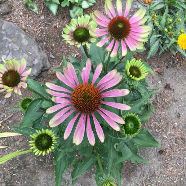 vihreä twister -lajike echinacea -kasvi