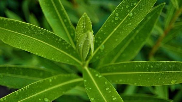 vihreät lehdet oleander hoito