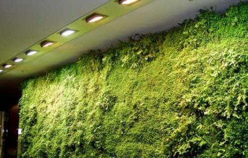 vihreät kasvit tasainen elossa oleva seinä